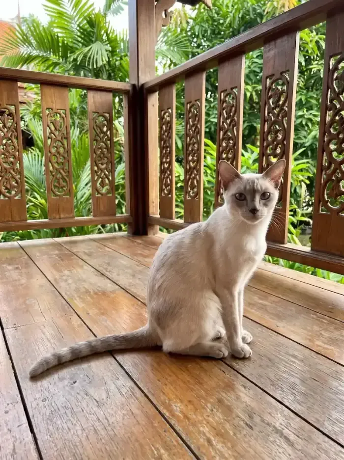 Siamese, a slender lilac point sitting on the teak veranda of an old Thai house