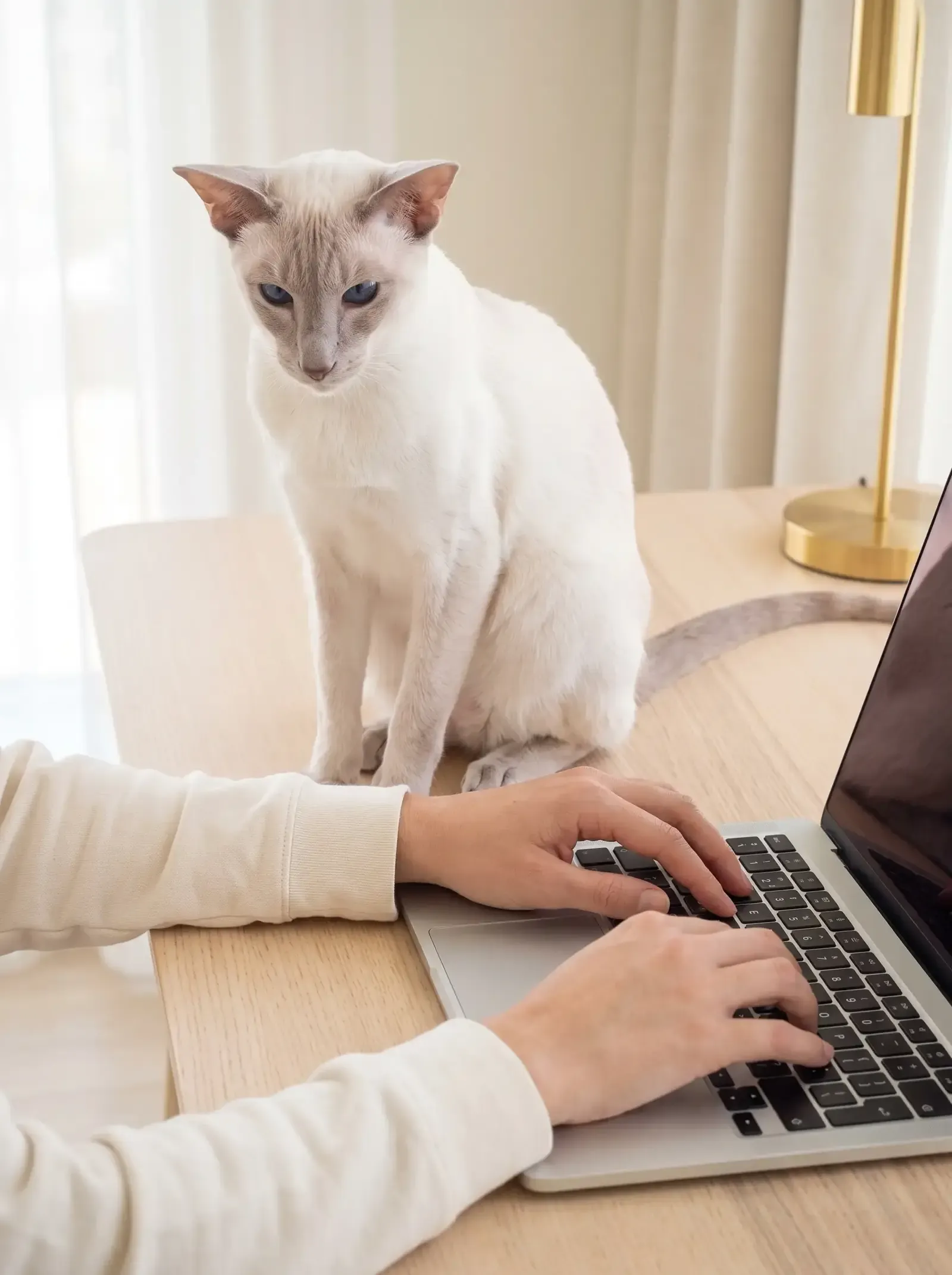 Siamese, a lilac point sitting on a desk beside a laptop, watching a pet parent type