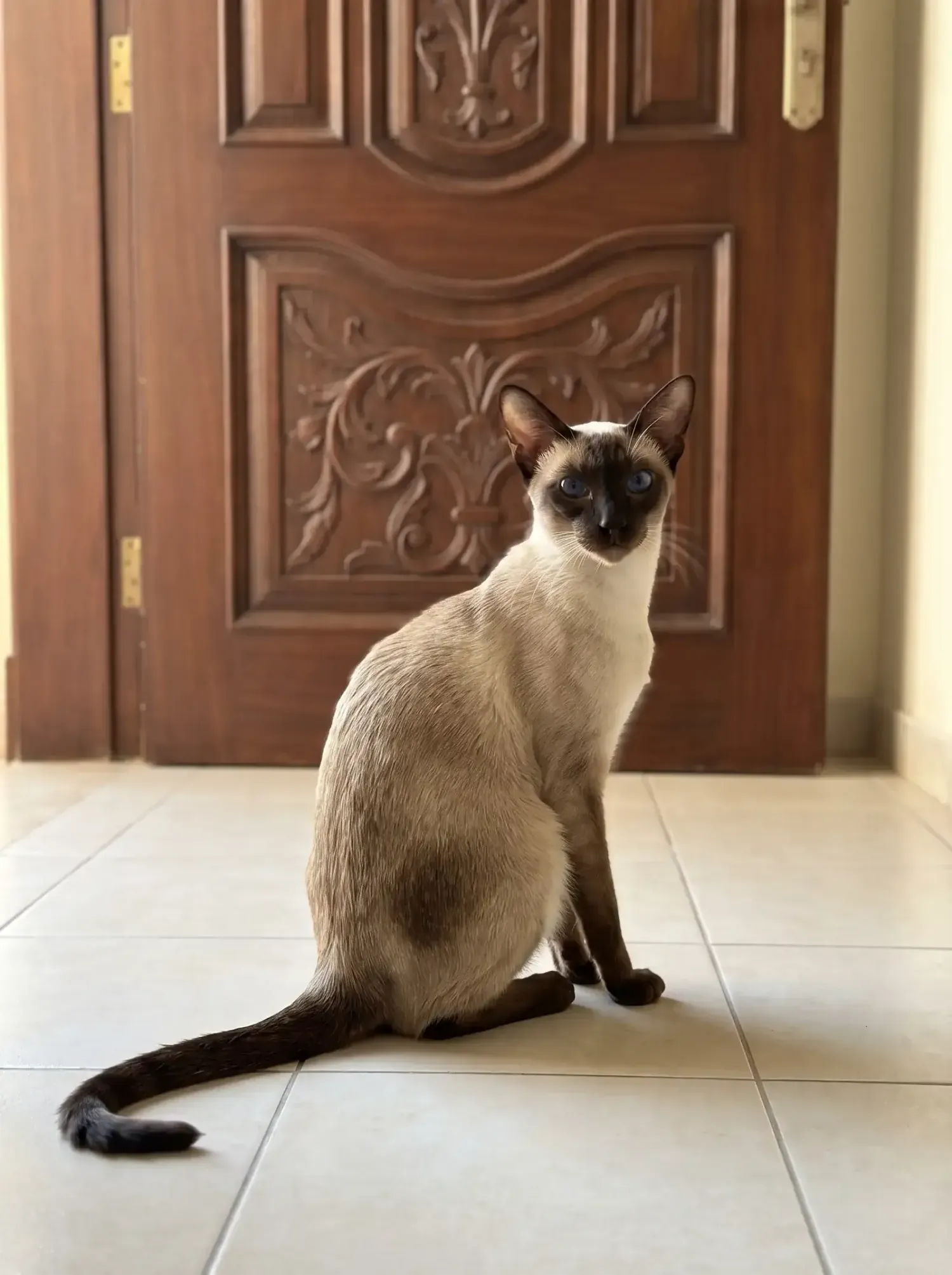Siamese, a seal point sitting by a carved front door in a quiet hallway, looking back