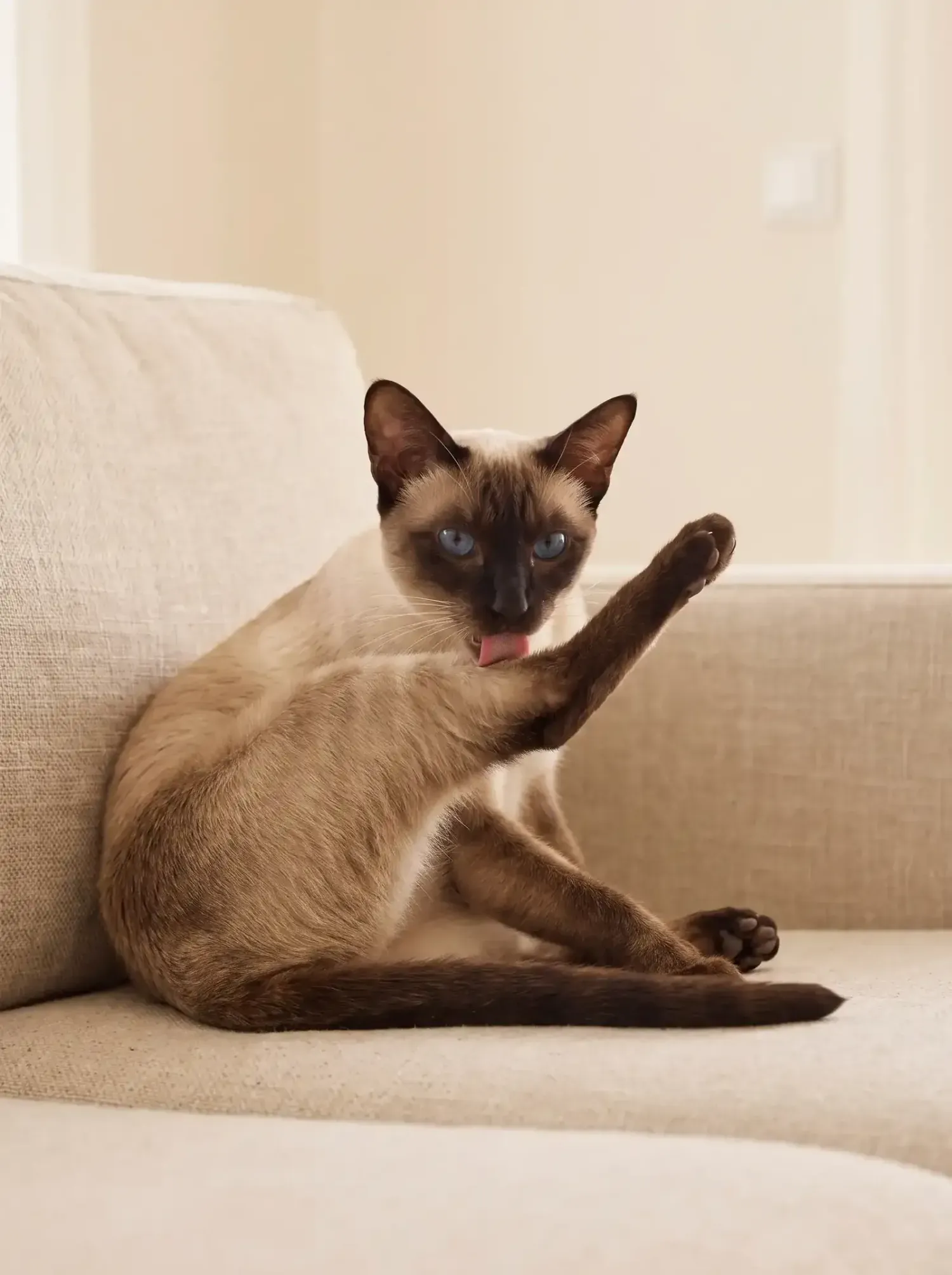 Siamese, a seal point grooming on a linen sofa, one paw raised, its short coat full and smooth