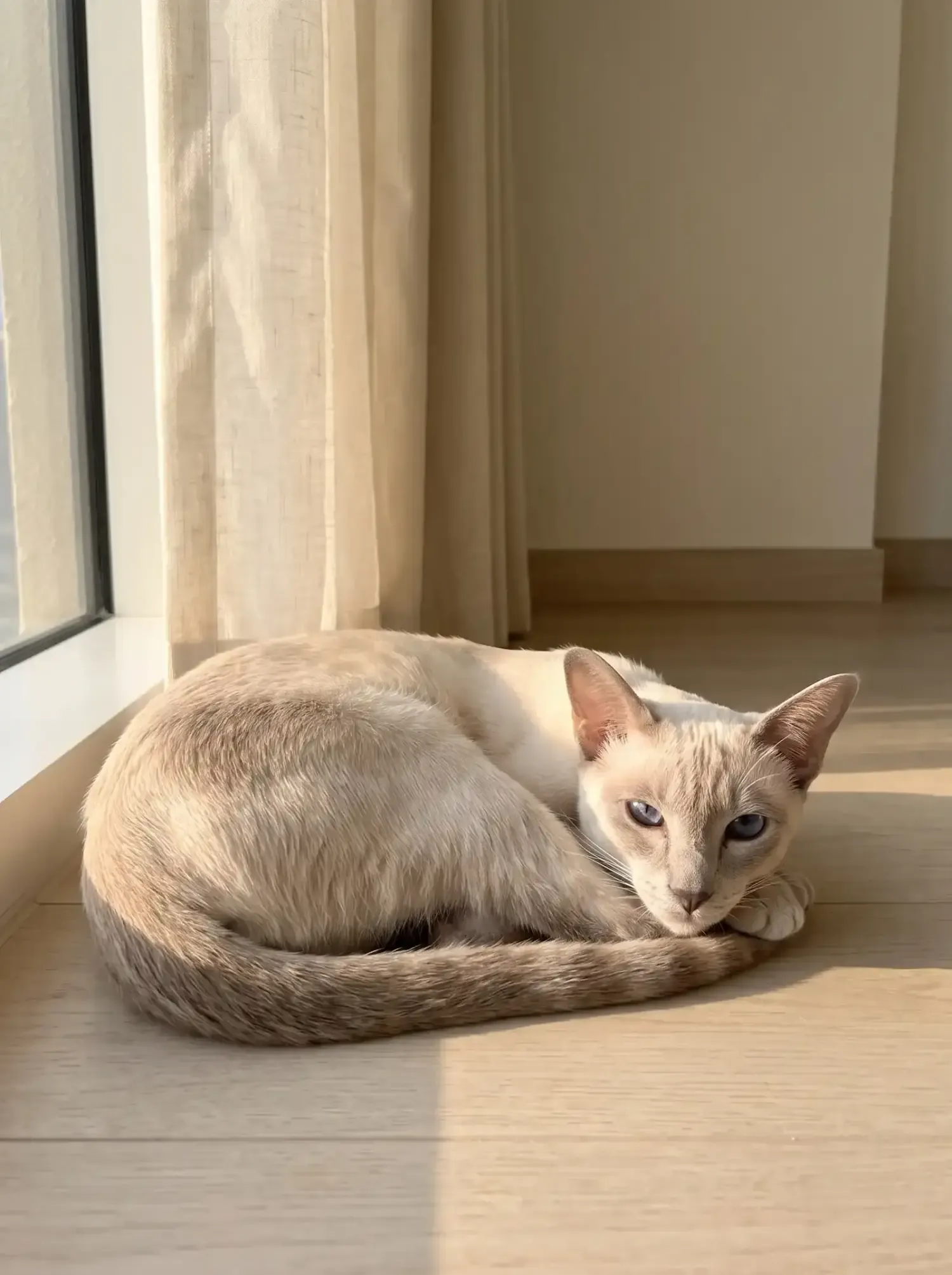 Siamese, a pale lilac point curled in a patch of afternoon sun on a timber floor