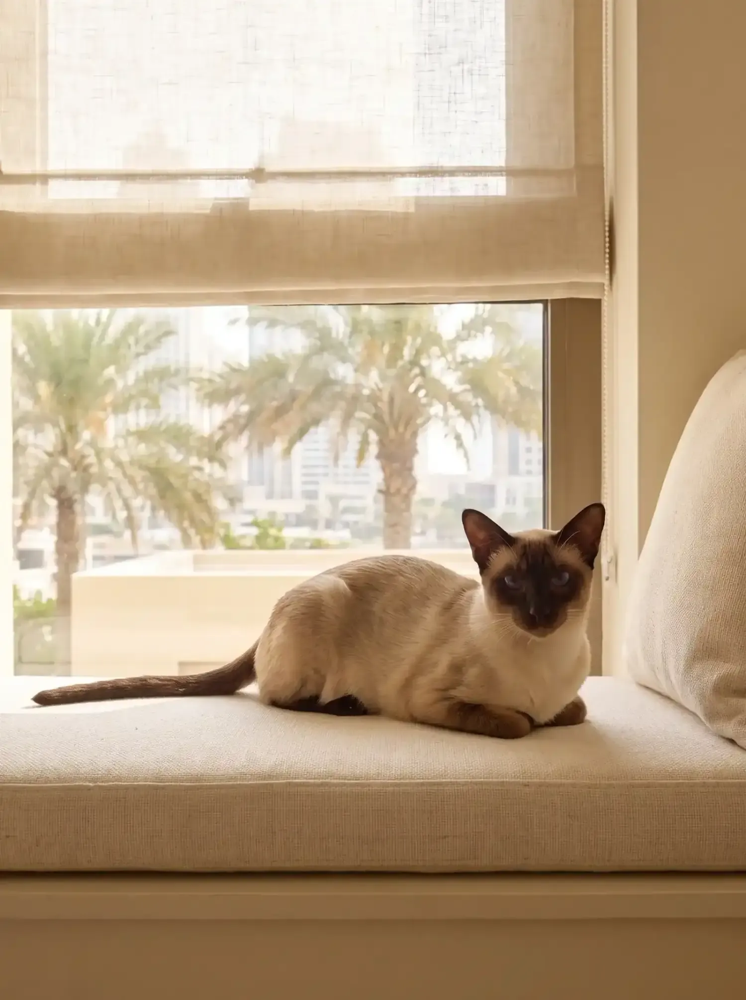Siamese in Dubai, a chocolate point resting quietly on a window seat, date palms outside