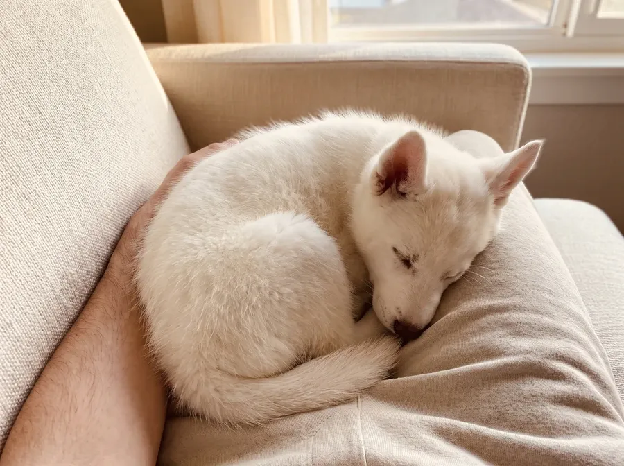 Siberian Husky, a white puppy curled up asleep on a cushion on the sofa