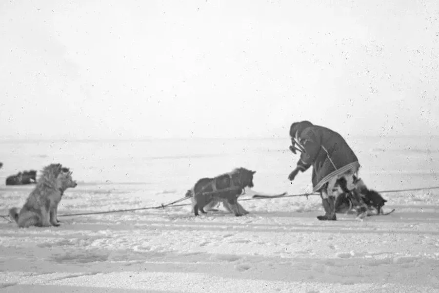 Siberian Husky history, a Chukchi man feeding sled dogs on the snow, north-east Siberia, 1901