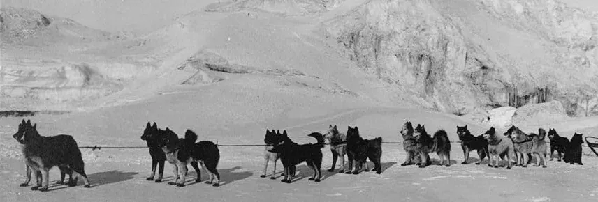 Siberian Husky history, Colonel Ramsay's team of sled dogs in harness on the snow, Nome, 1910