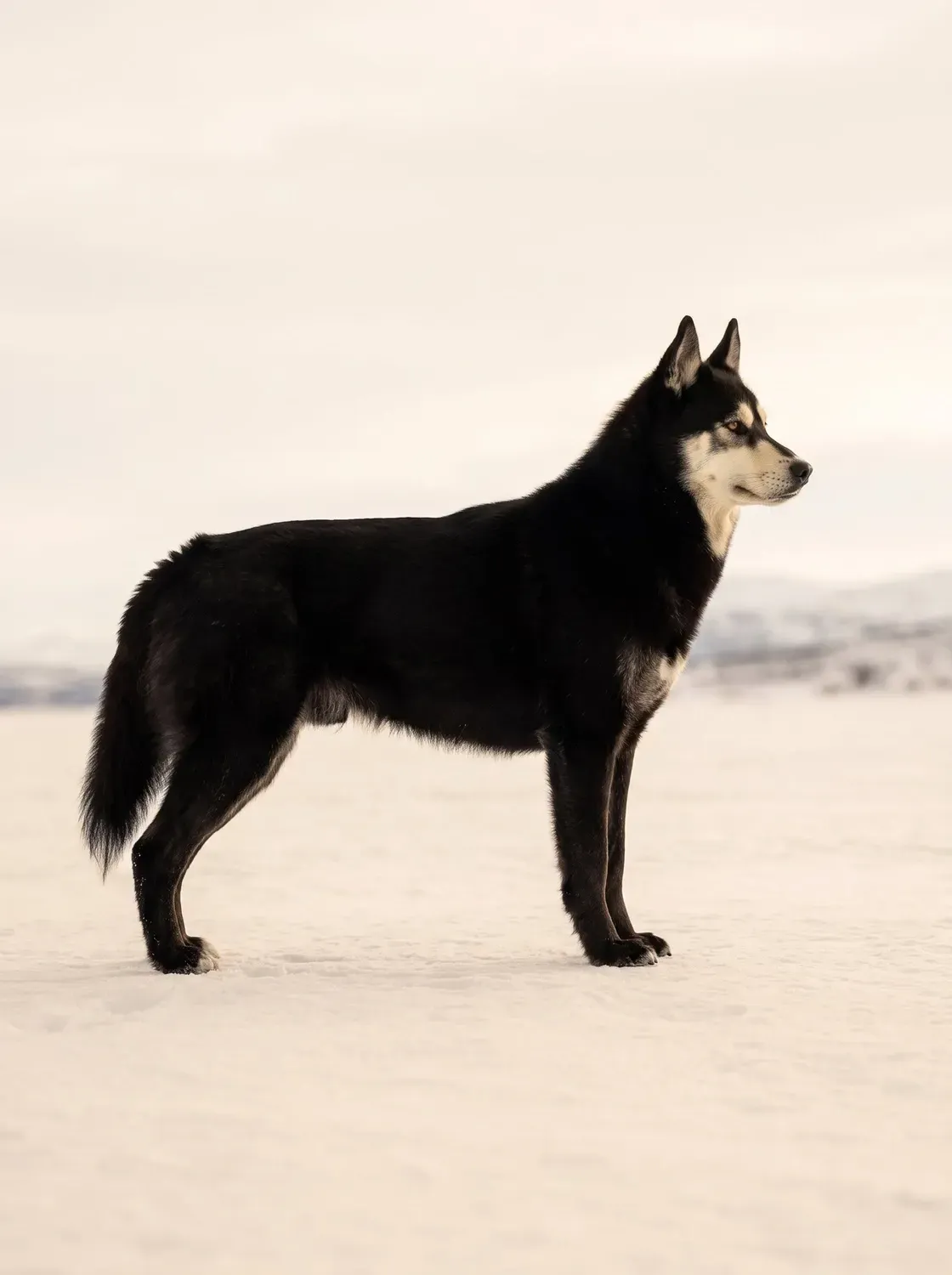 Siberian Husky, a black adult standing on open snow under a pale sky