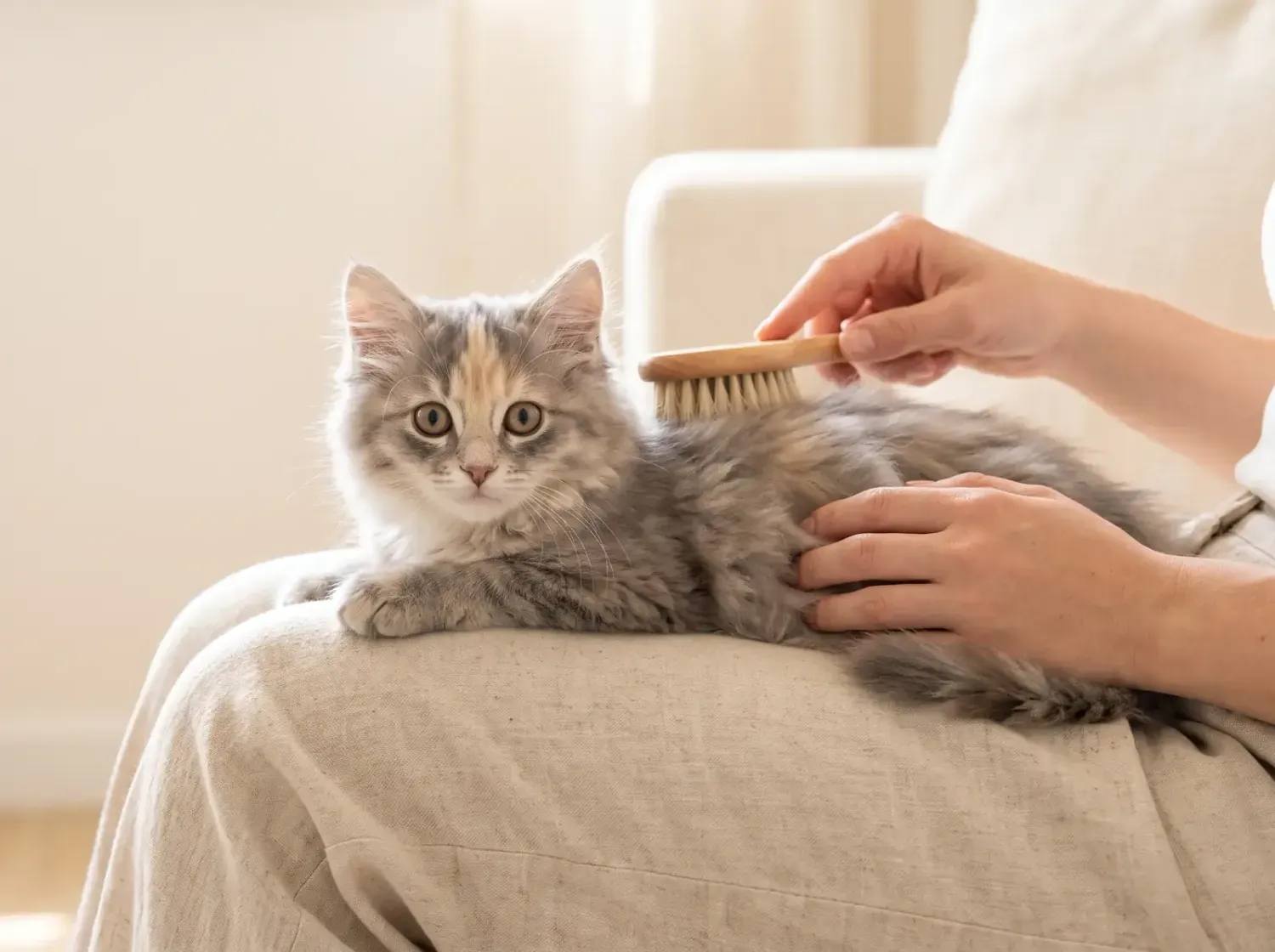 Siberian cat, a blue-cream kitten lying on a lap while a hand brushes its back