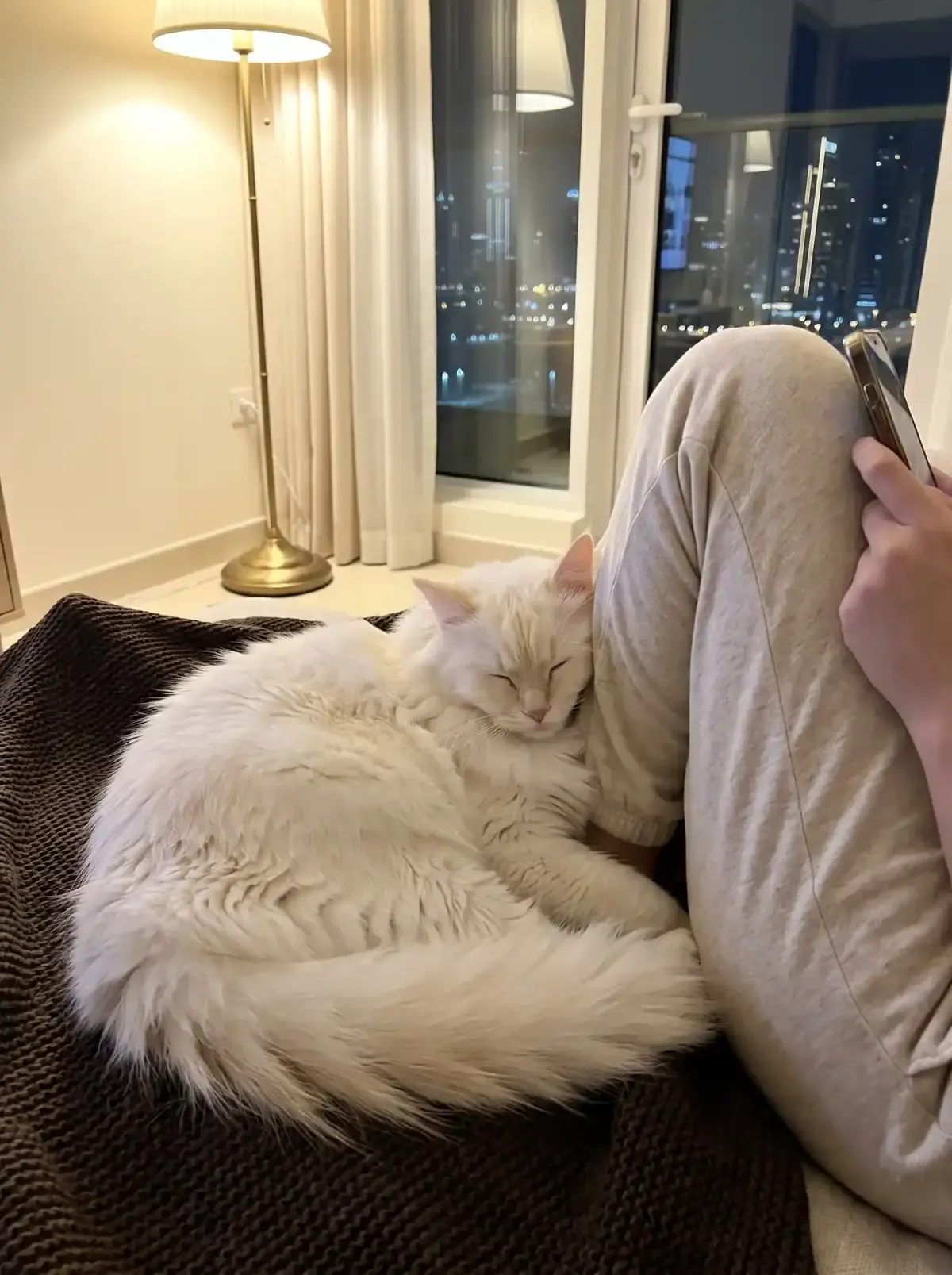 Siberian cat in Dubai, a white cat asleep against a knee on a dark throw at night, the skyline behind