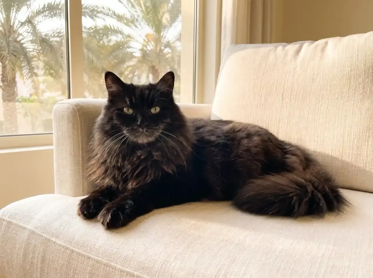 Siberian cat in Dubai, an older black cat with a greying face on a linen armchair, palms outside