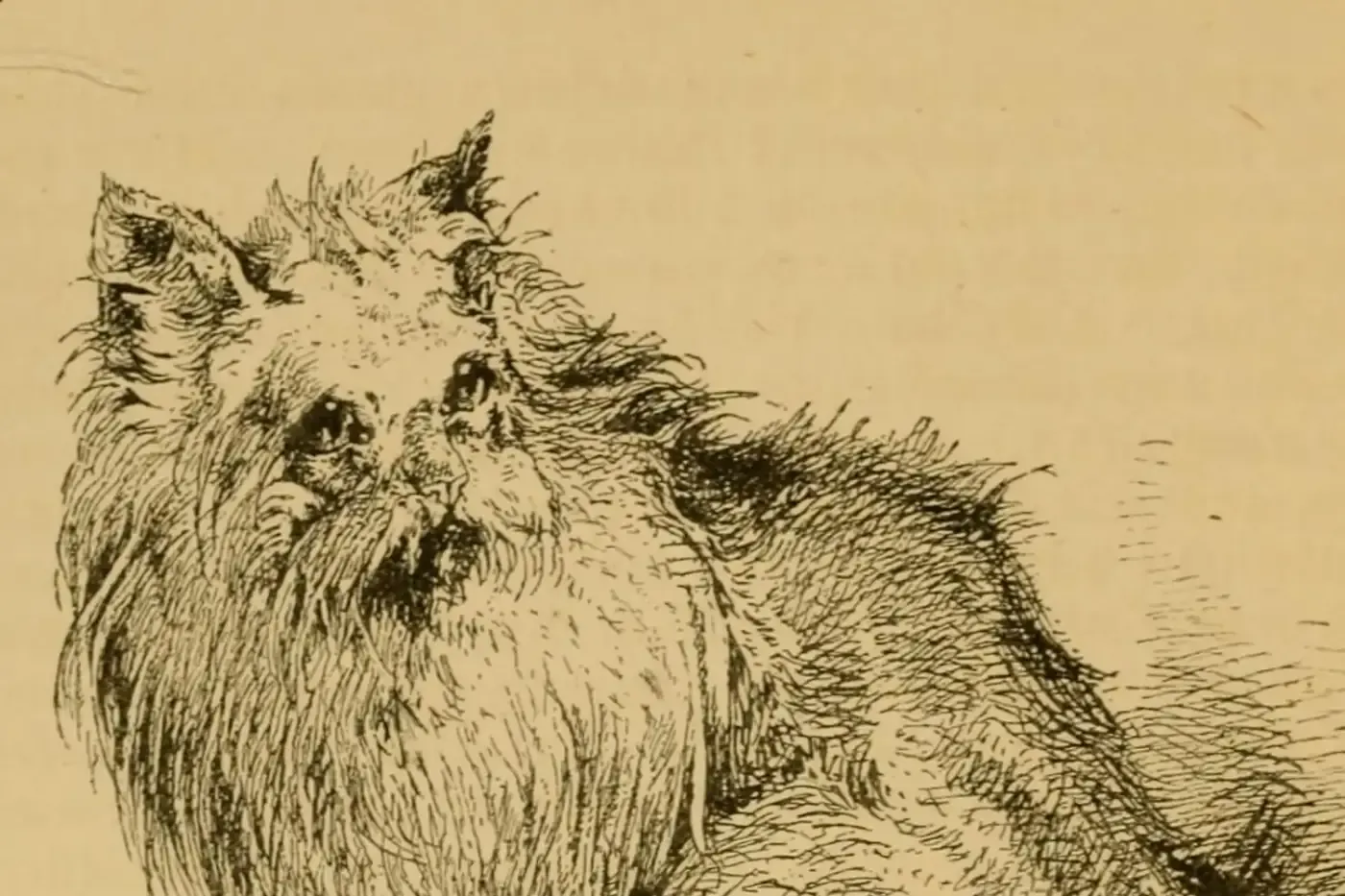 Siberian cat history, Harrison Weir's drawing of his Russian long-haired cat with a large mane, 1889