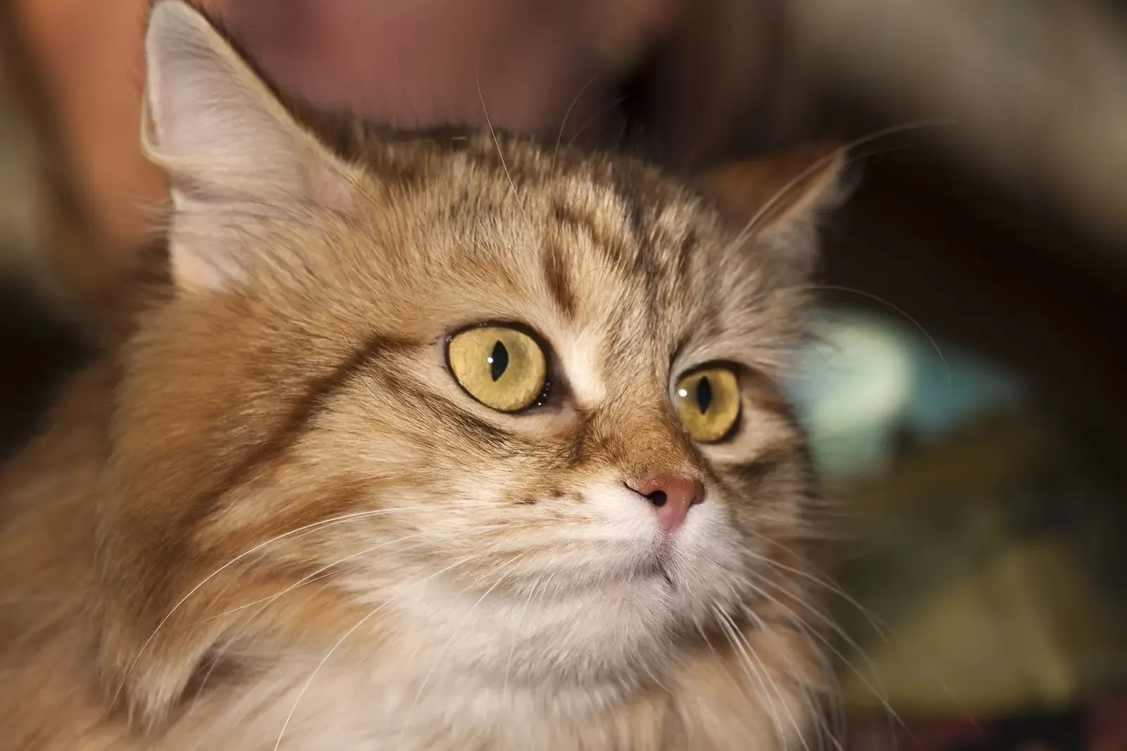 Siberian cat history, a Russian-bred golden tabby at a cat show, Moscow, 2010