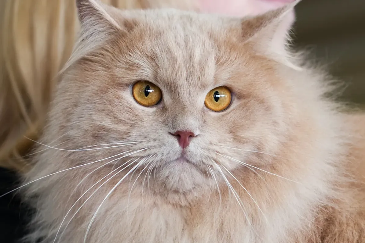 Siberian cat history, a cream adult with copper eyes at a FIFe cat show, Seinäjoki, Finland, 2010
