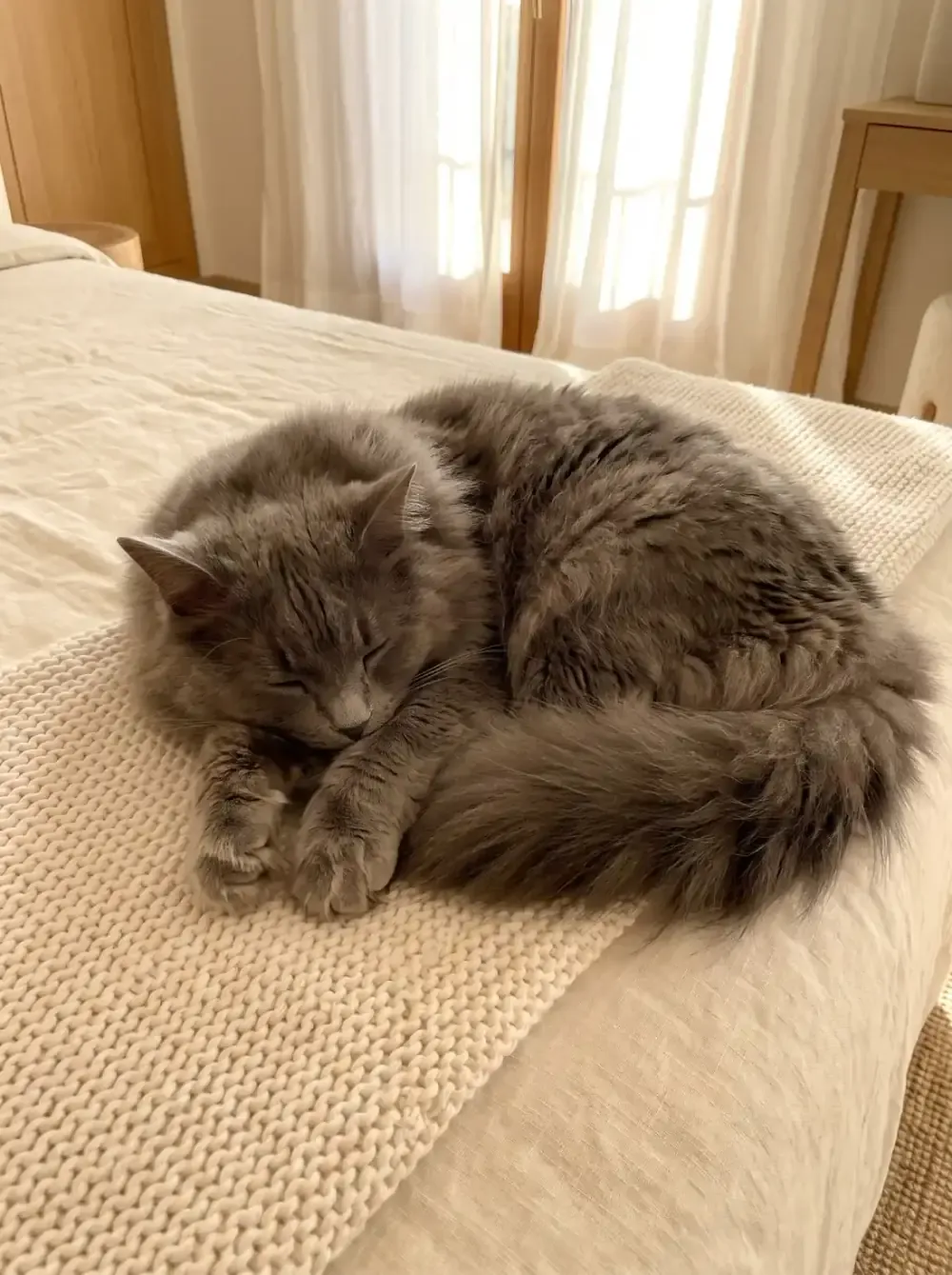 Siberian cat, a blue adult curled up asleep on a cream knitted blanket on a bed