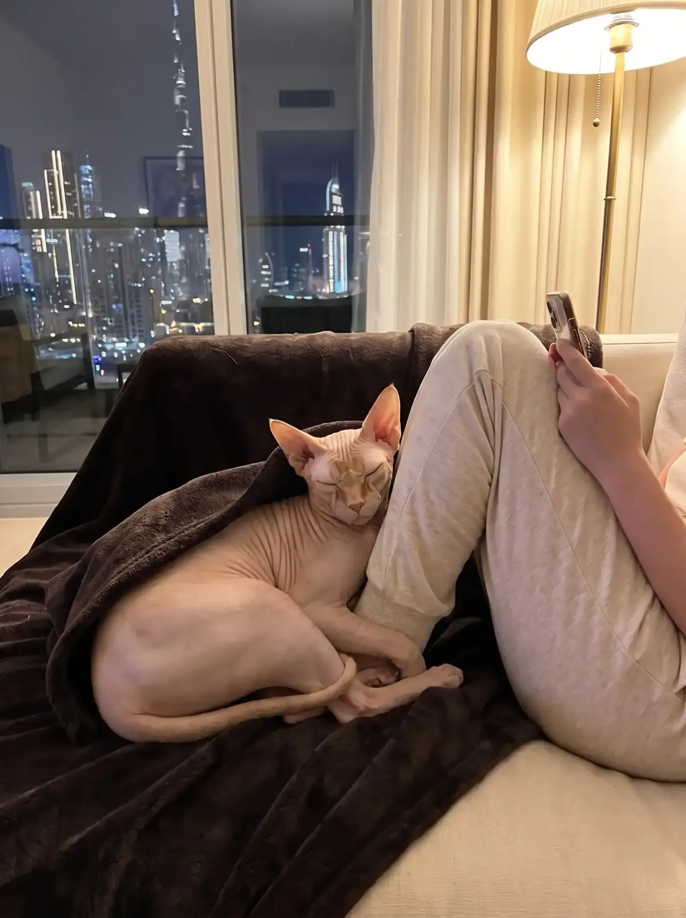 Sphynx in Dubai, a pink-cream cat asleep under a dark throw against a knee at night, the skyline lit up