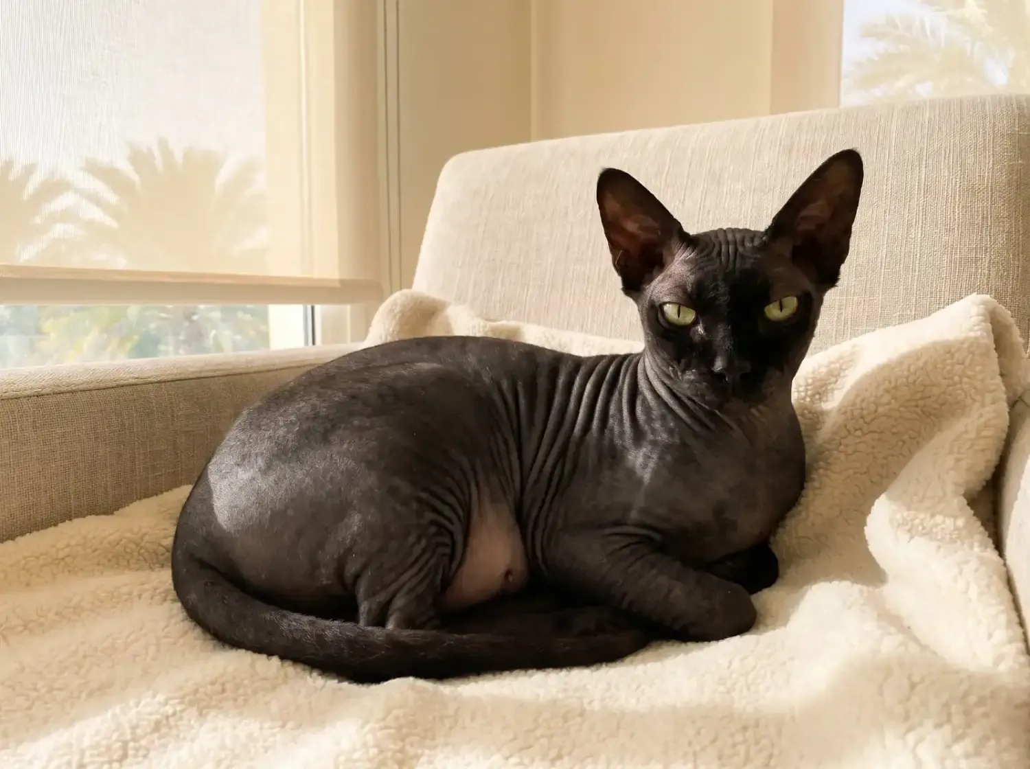 Sphynx in Dubai, an older black cat resting on a fleece on a linen armchair, palms outside