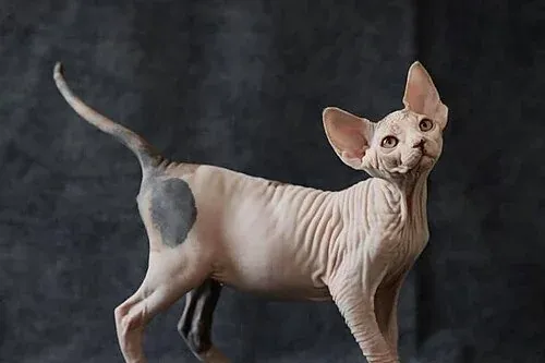 Sphynx history, a young cream and grey Sphynx kitten standing and looking up, 2020
