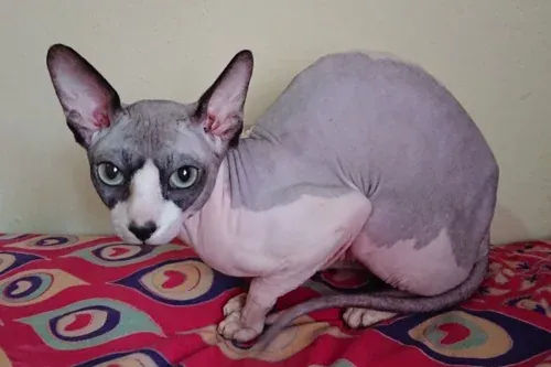 Sphynx history, Higemon, a blue and white Sphynx crouched on a patterned cushion, 2020