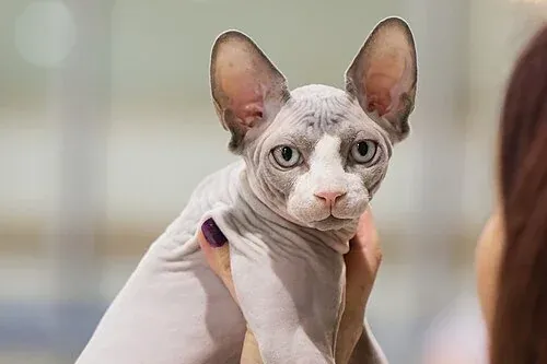 Sphynx history, Tutsi Emperor, a blue and white Sphynx held up at the Jämsä cat show, 2014