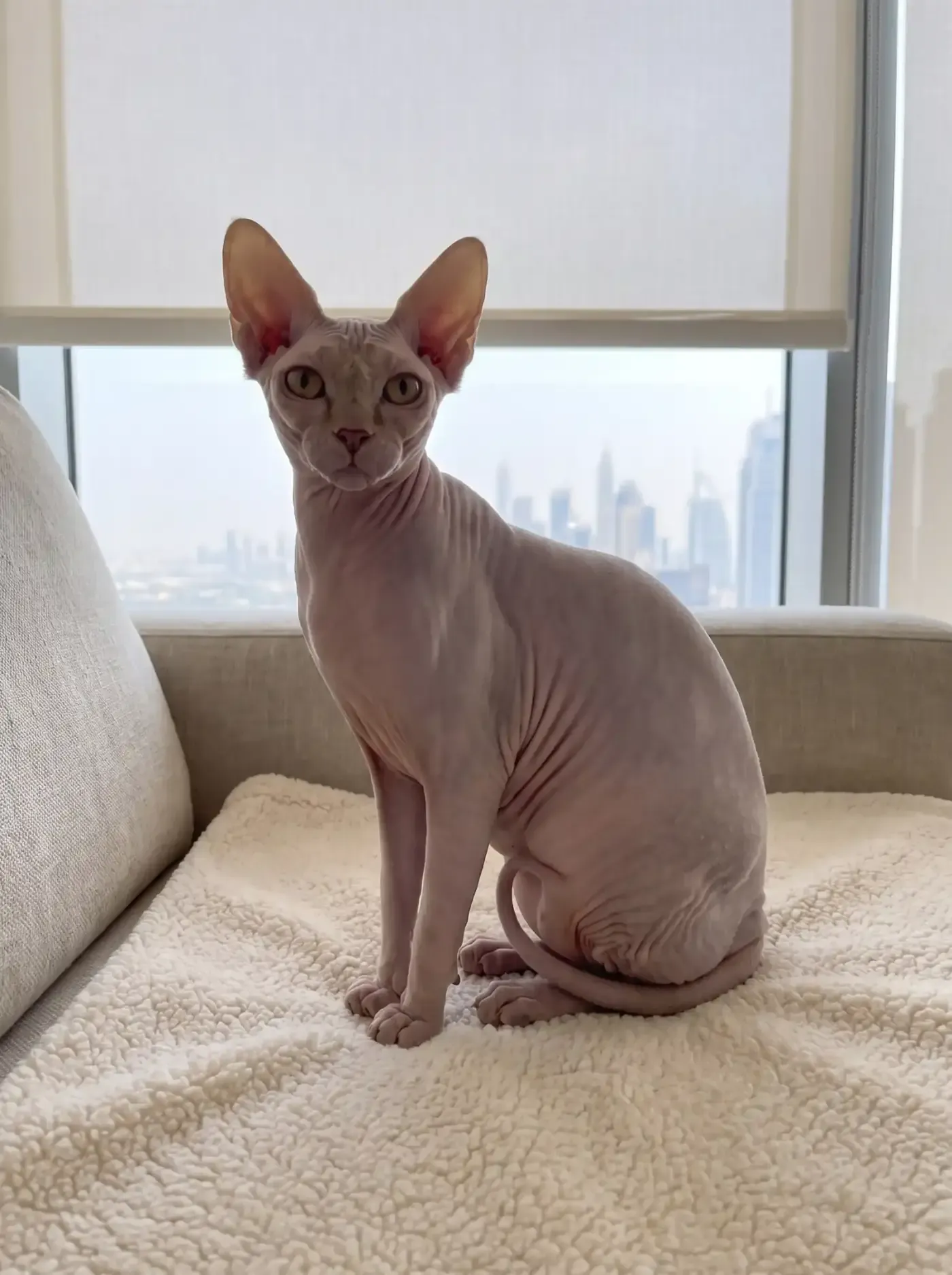 Sphynx in Dubai, the same cat sitting on a fleece on the sofa, the skyline behind a sheer blind