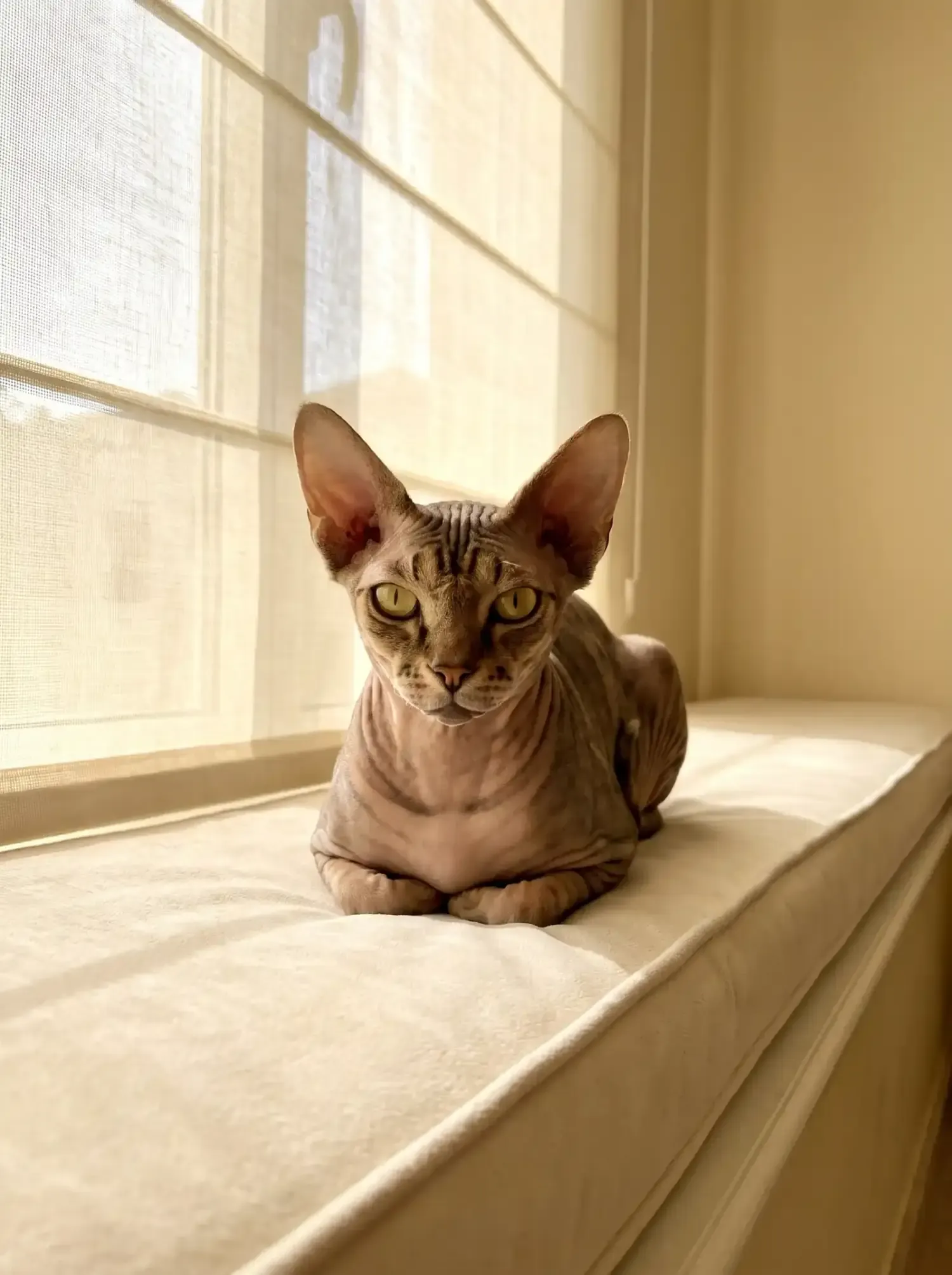 Sphynx, a brown tabby-marked adult on a window seat in soft light through a sheer blind