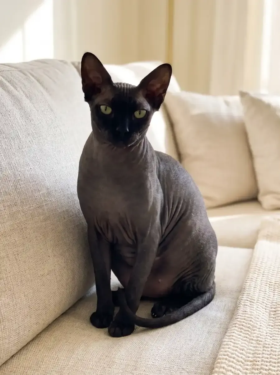 Sphynx, a black adult sitting relaxed on a linen sofa cushion