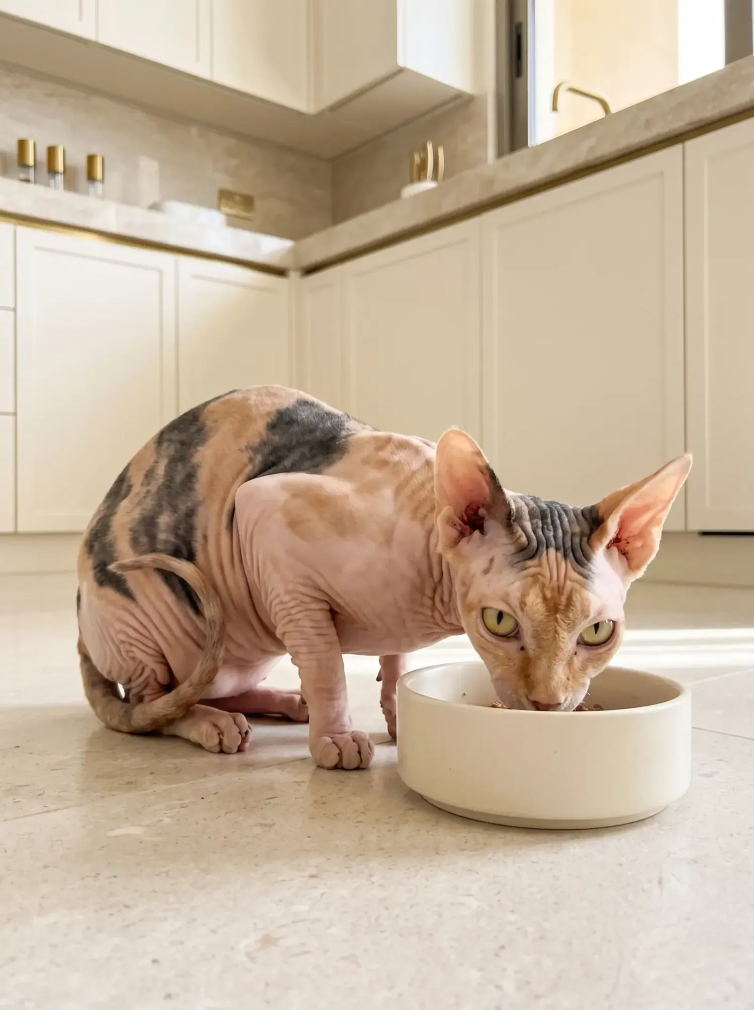Sphynx, a tortoiseshell adult eating from a cream ceramic bowl on a kitchen floor