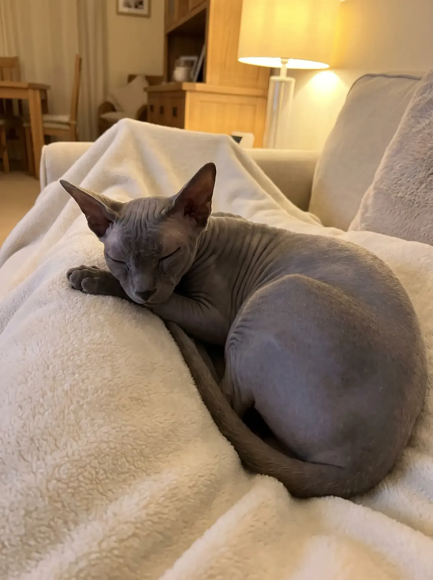 Sphynx, a grey-blue adult asleep on a cream fleece blanket on the sofa