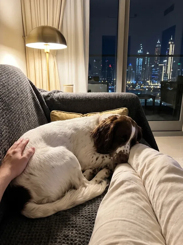 Springer Spaniel in Dubai, a mostly white adult asleep on a charcoal throw at night, the skyline beyond