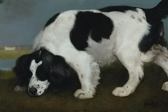 Springer Spaniel history, a black and white land spaniel following a scent, painted by George Stubbs, England, 1793