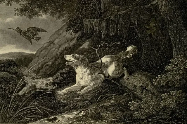 Springer Spaniel history, a springing spaniel flushing a woodcock, an engraving, London, 1831