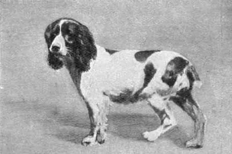 Springer Spaniel history, Fansome, a Springer standing in a studio photograph, from a dog book, London, 1903