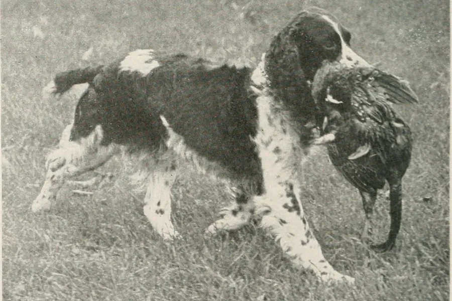 Springer Spaniel history, a Springer retrieving a game bird, from a field study, Illinois, 1948