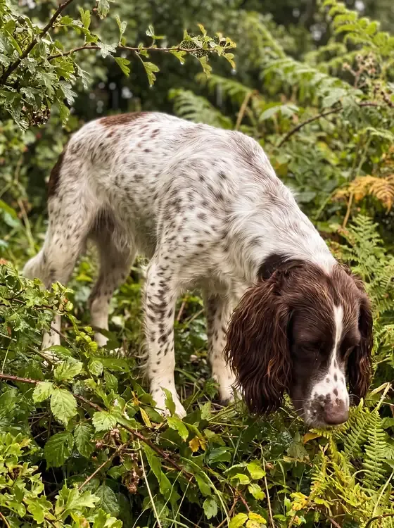 Springer Spaniel, a liver roan adult working nose down through wet green hedgerow cover