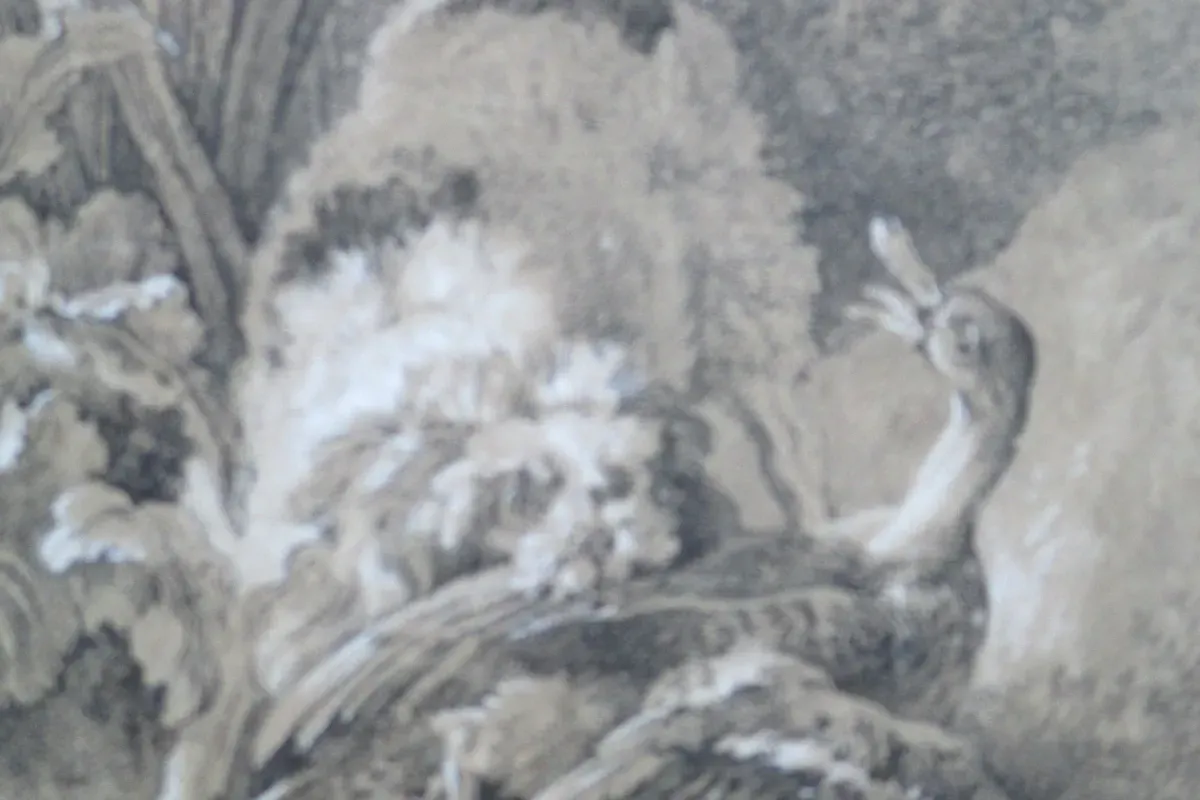 Standard Poodle history, a chalk drawing of a barbet, the old curly water dog, with a duck, by Oudry, 1726