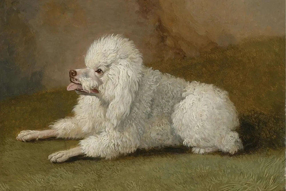 Standard Poodle history, a painting of a white dog in a lion clip lying on grass, by Hackert, 1795