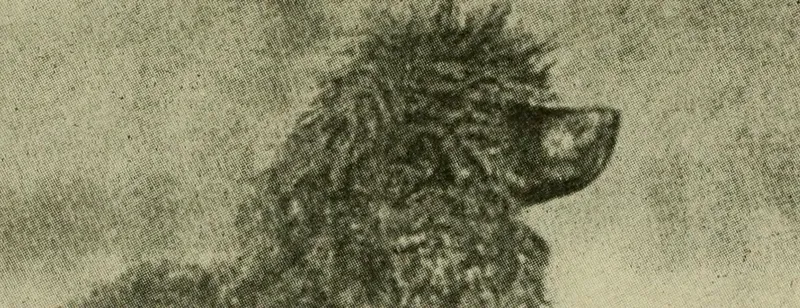Standard Poodle history, a photograph of the curly show dog Ch. Orchard Minstrel, 1922