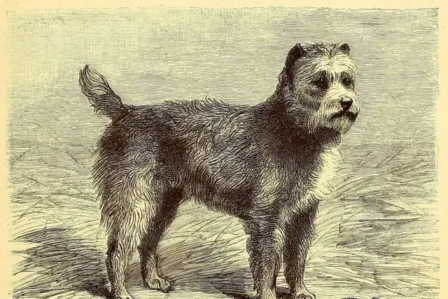 Standard Schnauzer history, a wire-haired pinscher, the farm ratter they came from, in an engraving, Germany, 1895