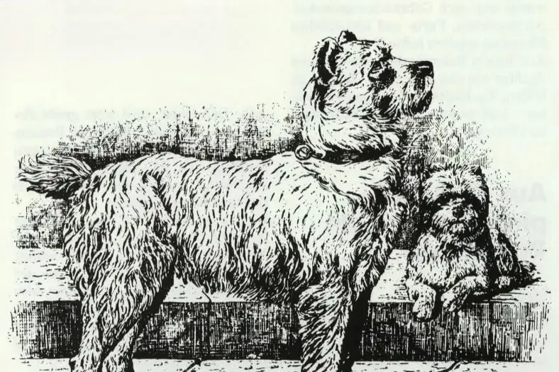 Standard Schnauzer history, a wire-haired pinscher standing by a wall, a small dwarf pinscher lying beside it, Germany, 1888