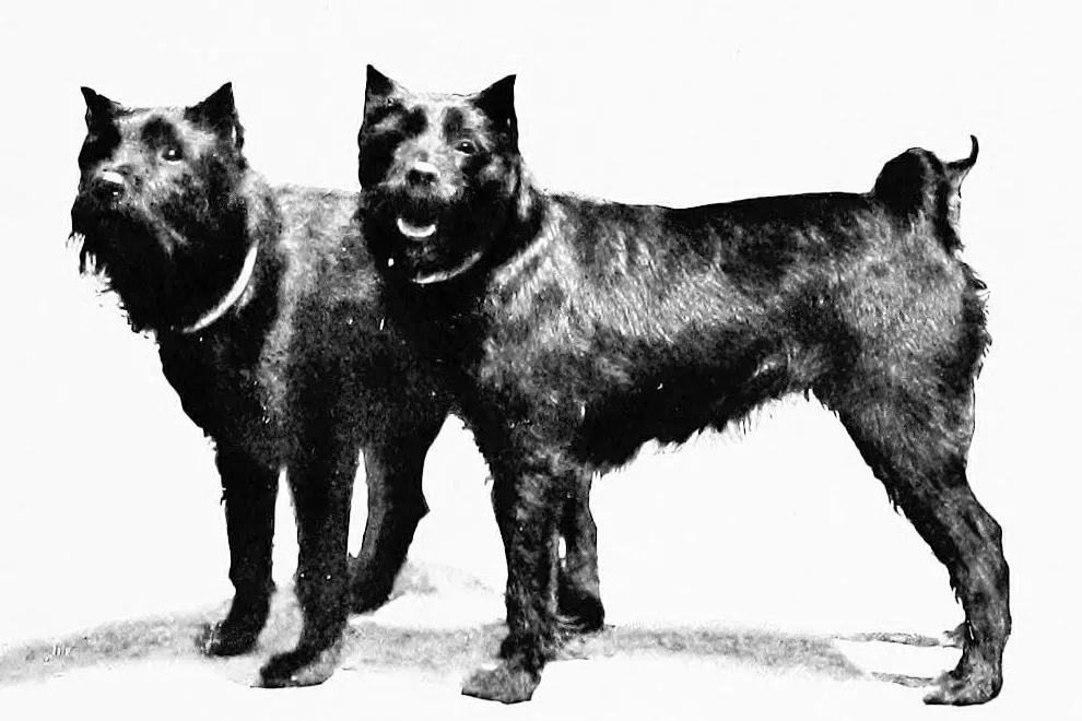 Standard Schnauzer history, two black wire-haired pinschers standing side by side, in a London dog book, 1907