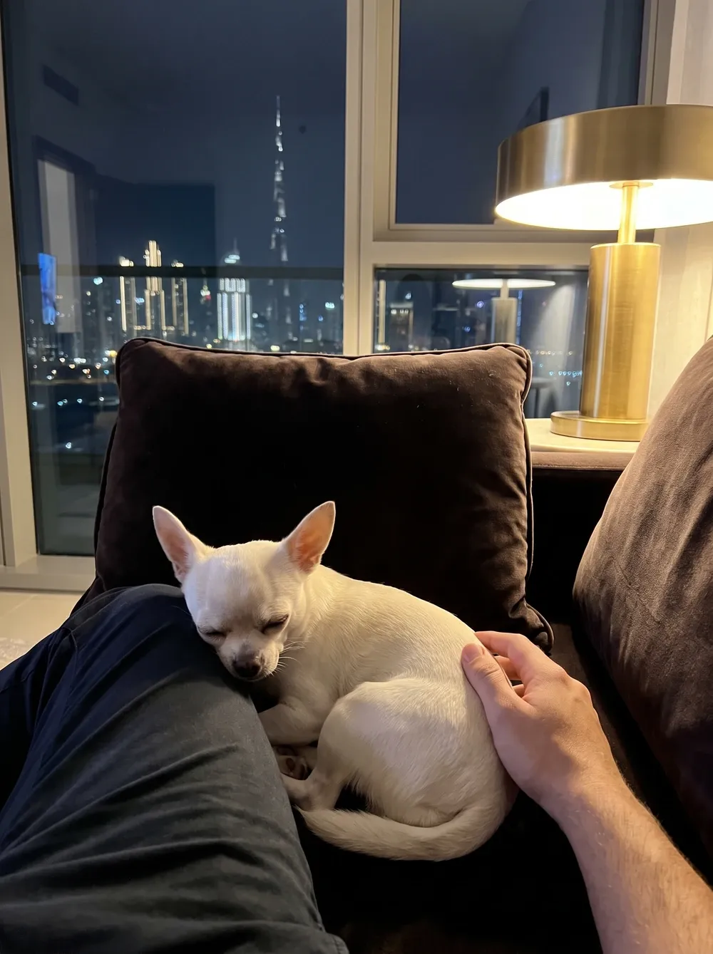Teacup Chihuahua in Dubai, a white adult asleep against a knee on a dark sofa at night, the skyline behind