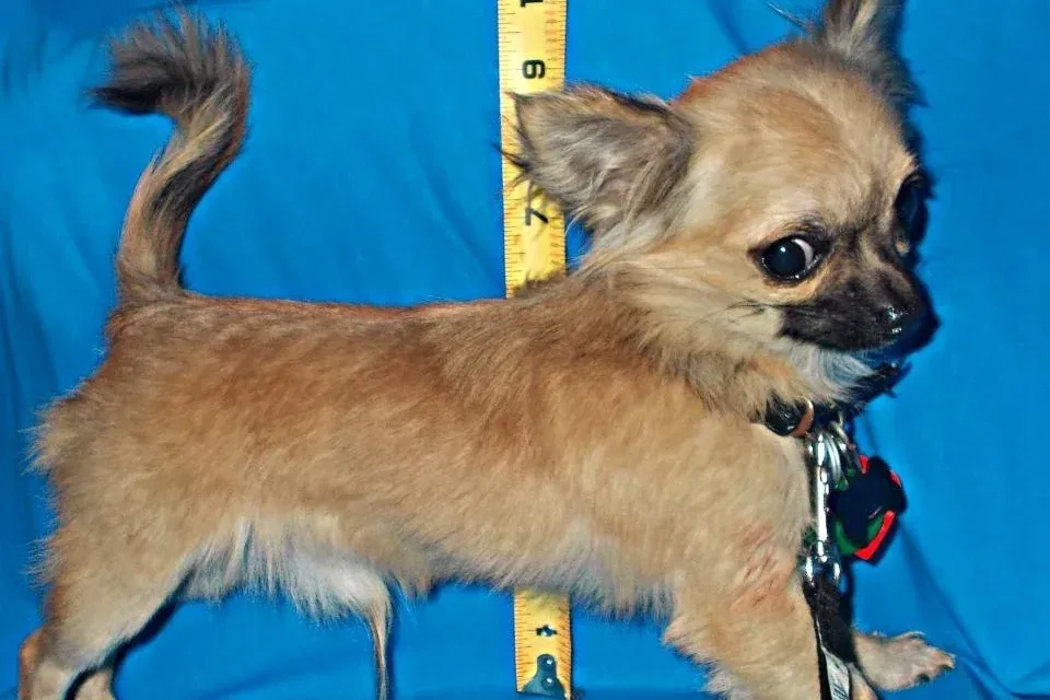 Teacup Chihuahua history, a very small long-coated Chihuahua standing beside a tape measure, a photograph, 2013