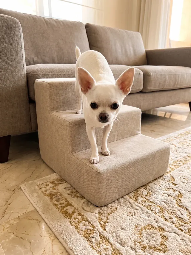 Teacup Chihuahua, a white adult coming down fabric pet steps from a linen sofa onto a rug