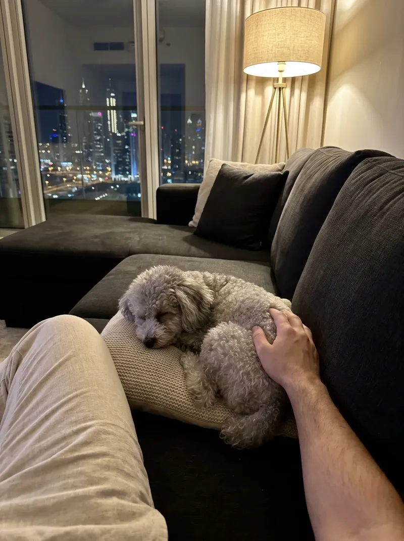 Teacup Poodle in Dubai, a silver adult asleep on a cushion beside a pet parent's knee at night, the skyline beyond
