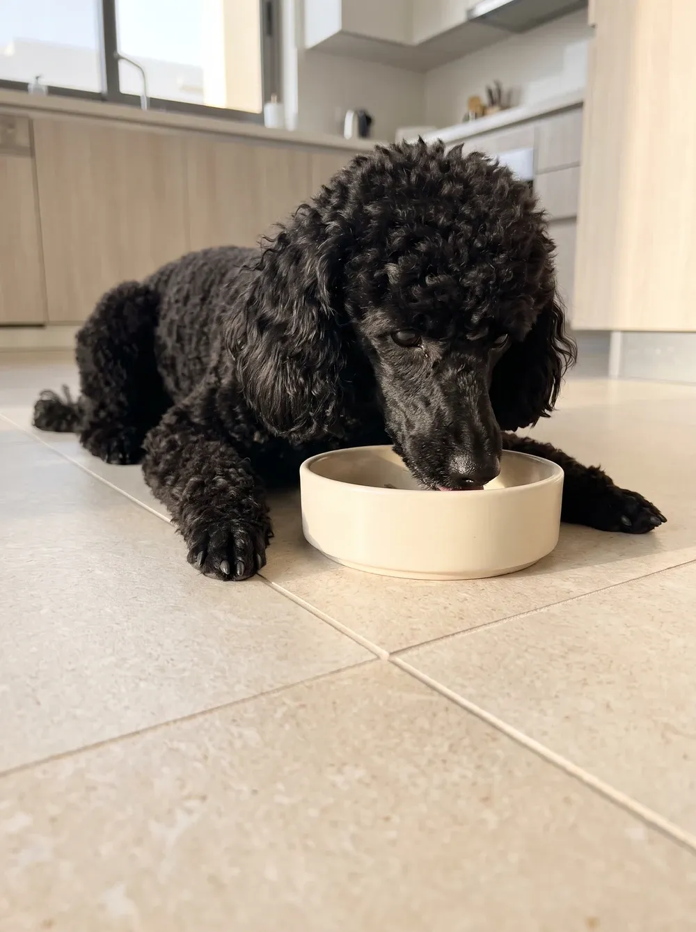 Teacup Poodle, a black adult lying on kitchen tiles, eating from a small shallow bowl