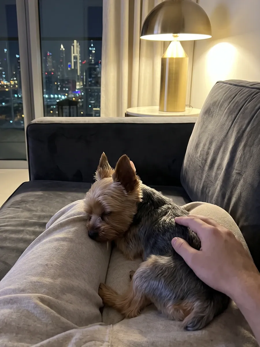 Teacup Yorkie in Dubai, asleep against a pet parent's knee on a velvet sofa, a brass lamp and the skyline behind
