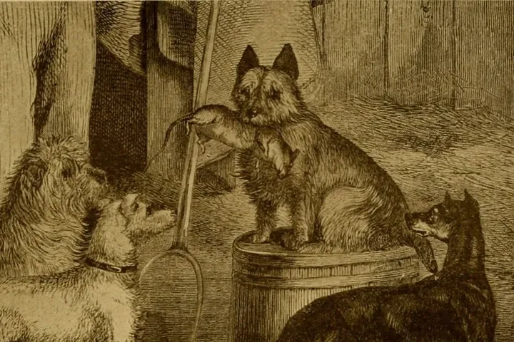 Teacup Yorkie history, working terriers round a barrel, an engraving from The Dog Book, 1906