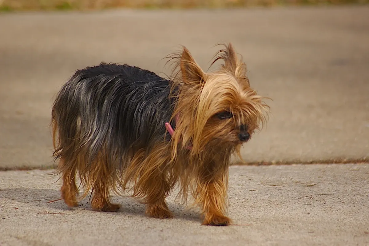 Teacup Yorkie history, a tiny long-coated Yorkie with a pink collar standing on a pavement, 2006