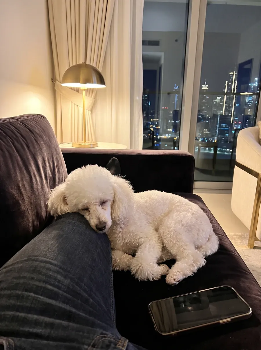 Toy Poodle in Dubai, a white adult asleep against a pet parent's leg on a dark sofa at night, the skyline behind