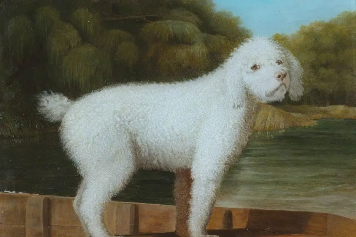 Toy Poodle history, a painting of a white dog standing in a punt, in the manner of George Stubbs, 18th century
