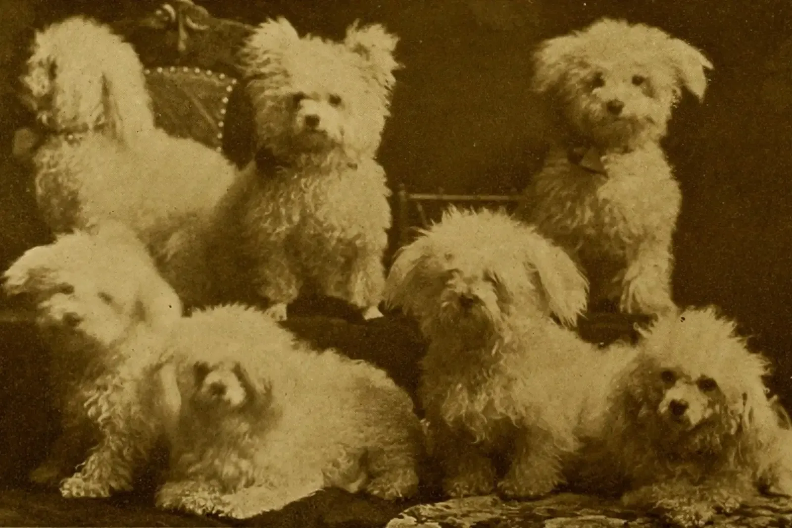 Toy Poodle history, a group of small curly dogs, from The Dog Book by James Watson, 1906